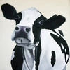 A photographic print of a fresian cow on a cream background. this simple image is a favourite with cow lovers.