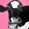 A photographic print of a Friesian cow painted in monochrome against a bright pink background. The cow appears to be laughing.