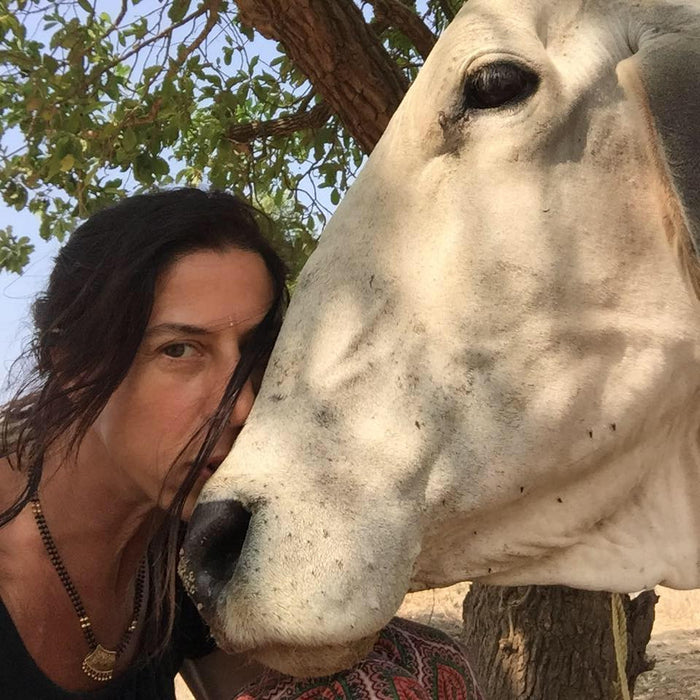 Visiting the Gaushalas in South India