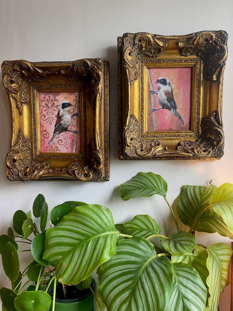 A pair of Pendulin Tits 2024