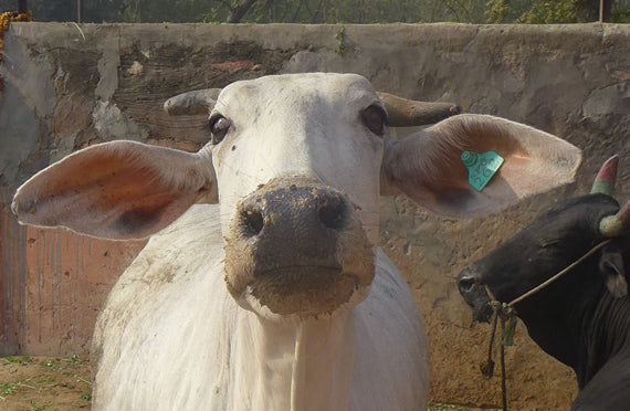 I met this very engaging beauty outside one of the largest and oldest Gaushalas in Jaipur, Rajasthan India called Prinjrapol which was just outside the heart of the city