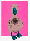 This is a unique hand pulled screen print. Edition of 50  In the pink features a cute duck on a vibrant hot pink background with a teal beak and feet.  This piece is 35x50cm unmounted or 42x56cm mounted or framed.
