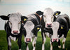A photographic print of a 5 cows in a field.