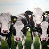 A photographic print of a 5 cows in a field.