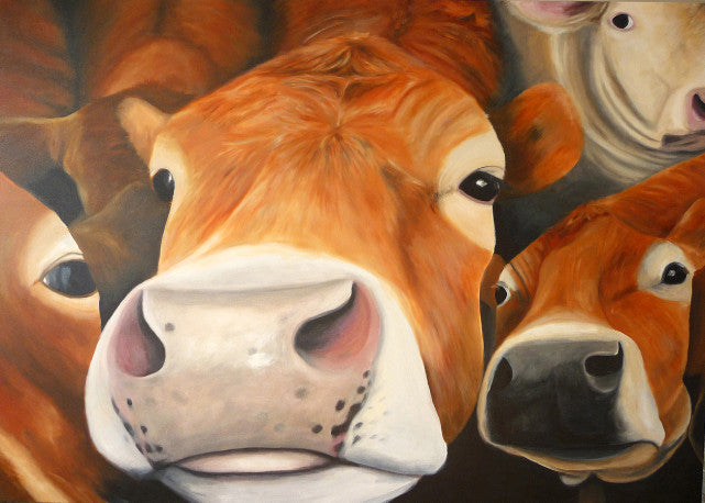 A photographic print of a Jersey cow jostling for position in the herd.  Mounted on snow white textured mount board. Actual image 6x8inches.