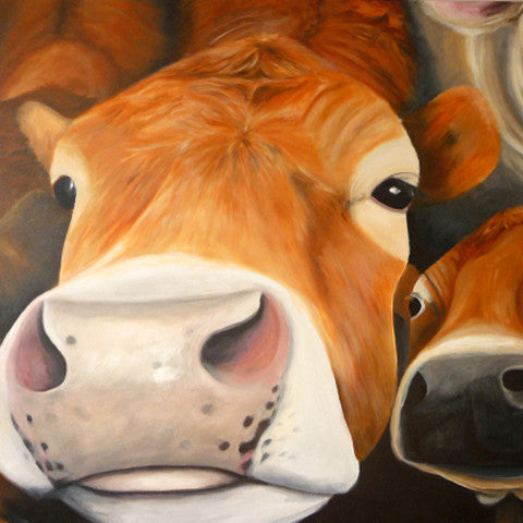 A photographic print of a Jersey cow jostling for position in the herd.  Mounted on snow white textured mount board. Actual image 6x8inches.