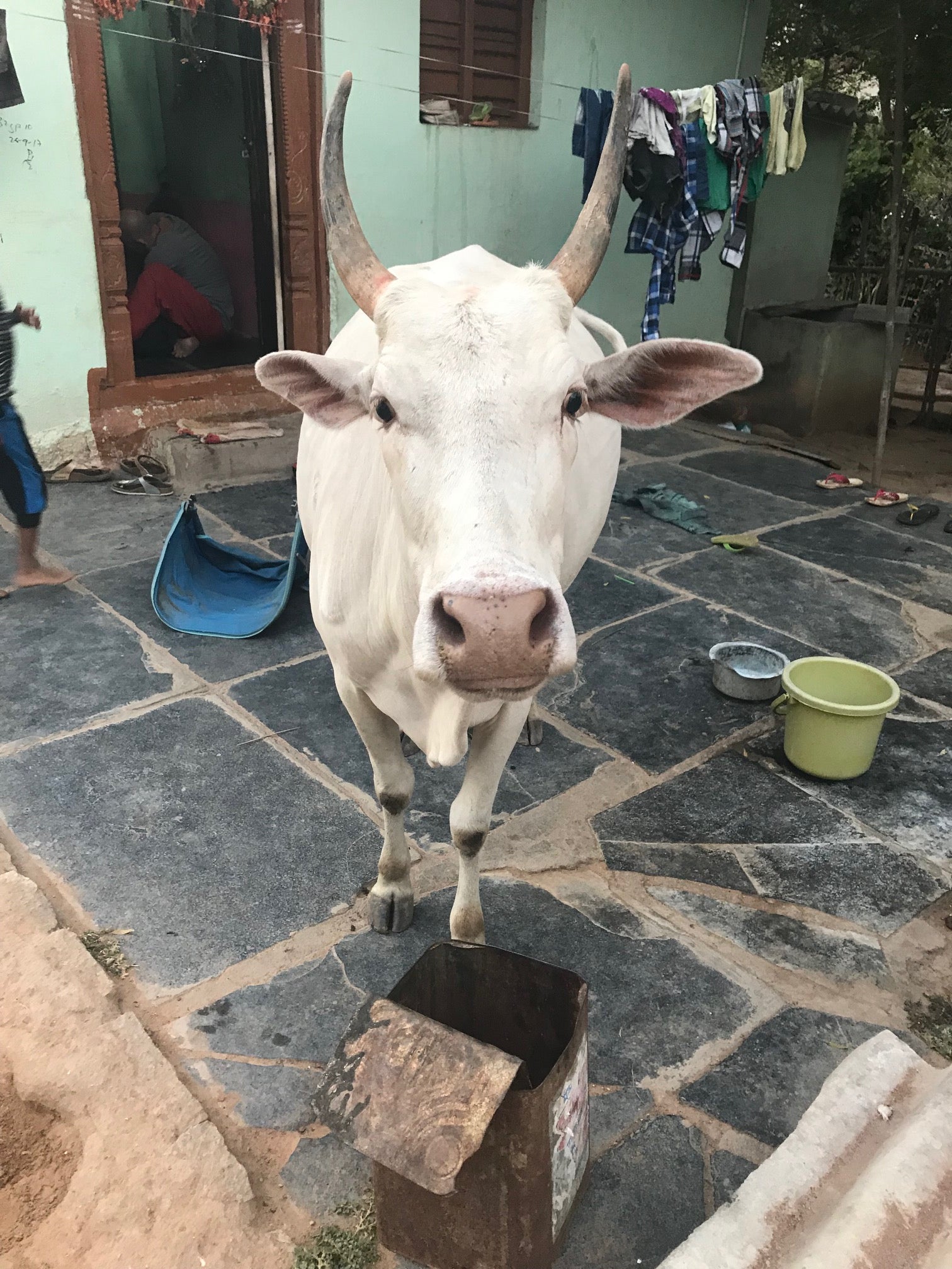 Poonam Cow.